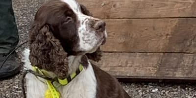 Le chien qui était dans la rivère