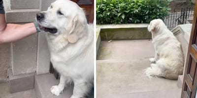 Perro sin su familia en vacaciones