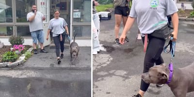De hond verlaat het asiel