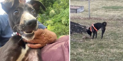 The dog he met in Nepal
