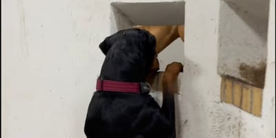 Le chien Rottweiler regarde un cheval