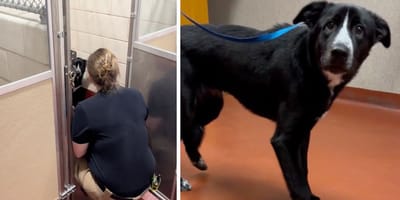 The terrified dog at the shelter