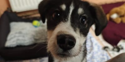 Der online gekaufte Welpe