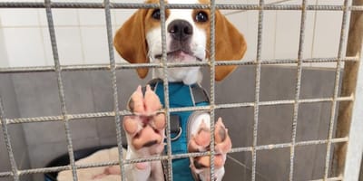 Szczeniak w typie beagle, który został zwrócony do schroniska