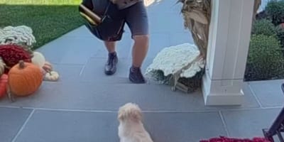 The puppy and the postman