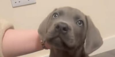 Le chiot Nico