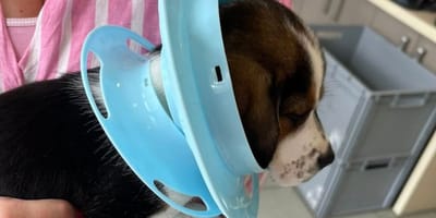 Szczeniak po przybyciu do kliniki