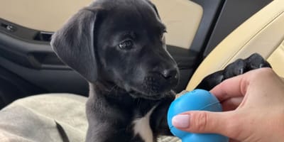 Le chiot Ruby