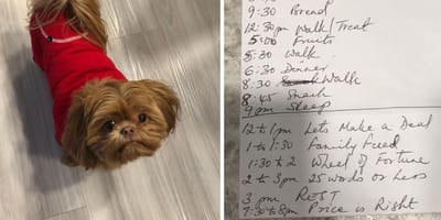 El abuelo hizo una agenda para el perro