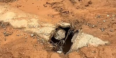 Le trou dans lequel se trouvait le chien