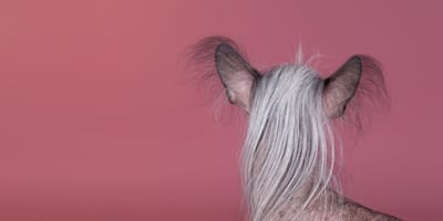 lelijke hond