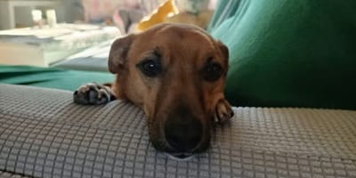 lennon-perro-adopcion