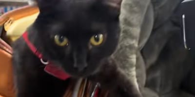 Leo le chat