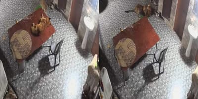 Leopard greift schlafenden Hund an