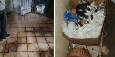 Les animaux dans un logement insalubre