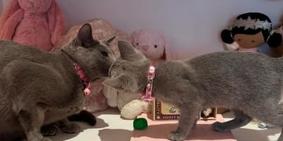 Khloé Kardashian's cats