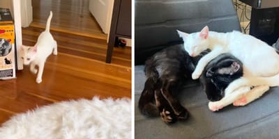 Les chatons du refuge