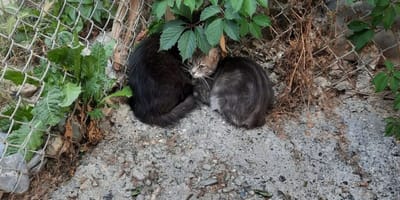 De kittens die in een hondenhok werden gedumpt