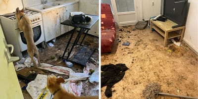 Les chiens dans l'environnement insalubre