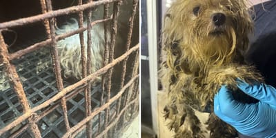 Les chiens lors du sauvetage