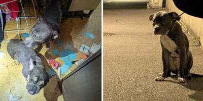 Die misshandelten Hunde