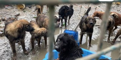 Les chiens maltraités à Chooz