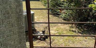 Szczenięta znalezione w ciasnej klatce, które trafiły pod opiekę organizacji Athens Animal Services