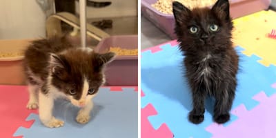 Les deux chatons
