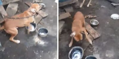 Les deux chiens attachés à leurs chaînes
