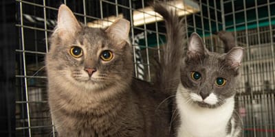 Les deux frères chats