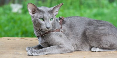 <p>Nomi di gatti in arabo perfetti per tutte le razze!</p>