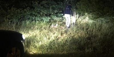 I soccorritori cercano disperatamente i gattini