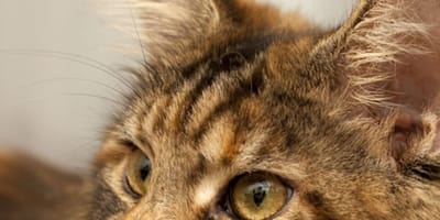 Les yeux d'un Maine Coon brown tabby