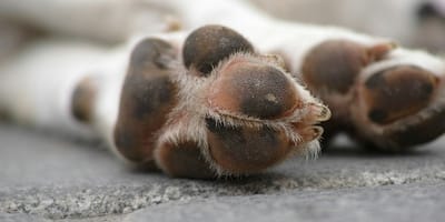 let goed op verbrande voetkussentjes bij honden tijdens de hitte