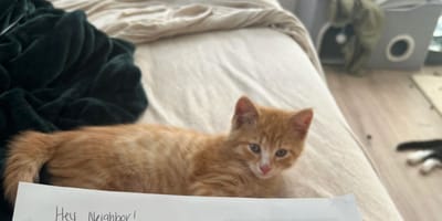 Carta a un gato