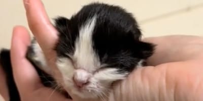 Levi le chaton