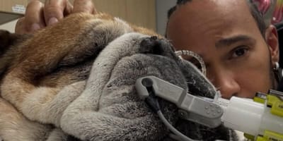 Lewis Hamilton with his Bulldog in vet hospital