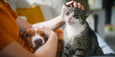 loi-europeenne-puce-obligatoire-chiens-chats