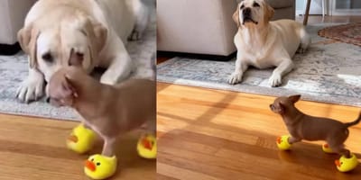 Liegender Labrador und Chihuahua mit Quietscheschuhen