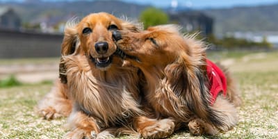 lieve hondennamen