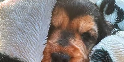 Lilly la chienne