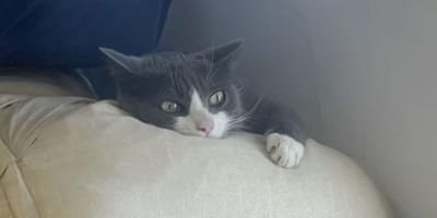 Die Katze Lily