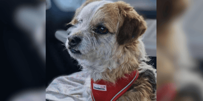 Little brown and white crossbreed for adoption