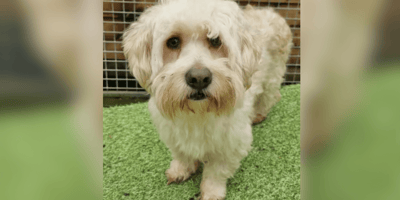 Little white rescue dog for adoption in the UK