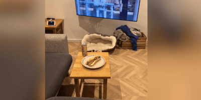 Salón con corgi escondido