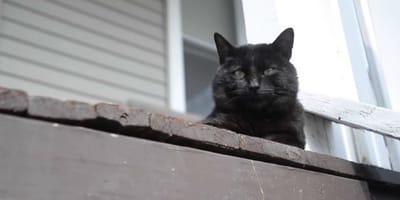 Il Trouve Son Chat Mort Au Milieu De La Route Le Lendemain Il Entend Un Miaulement Et Pousse Un Cri Il Trouve Son Chat Mort Au Milieu De La Route Le Lendemain Il Entend Un Miaulement Et Pousse Un Cri
