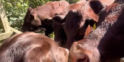 Lolo le chien et des vaches