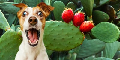 ¿Los perros pueden comer higos chumbos?