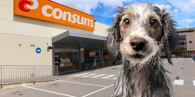 Los perros pueden entrar en Consum