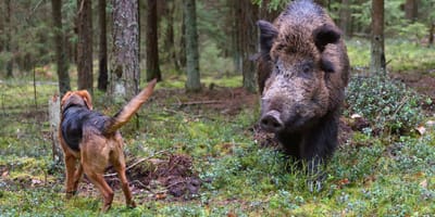 los perros se contagian de la peste porcina